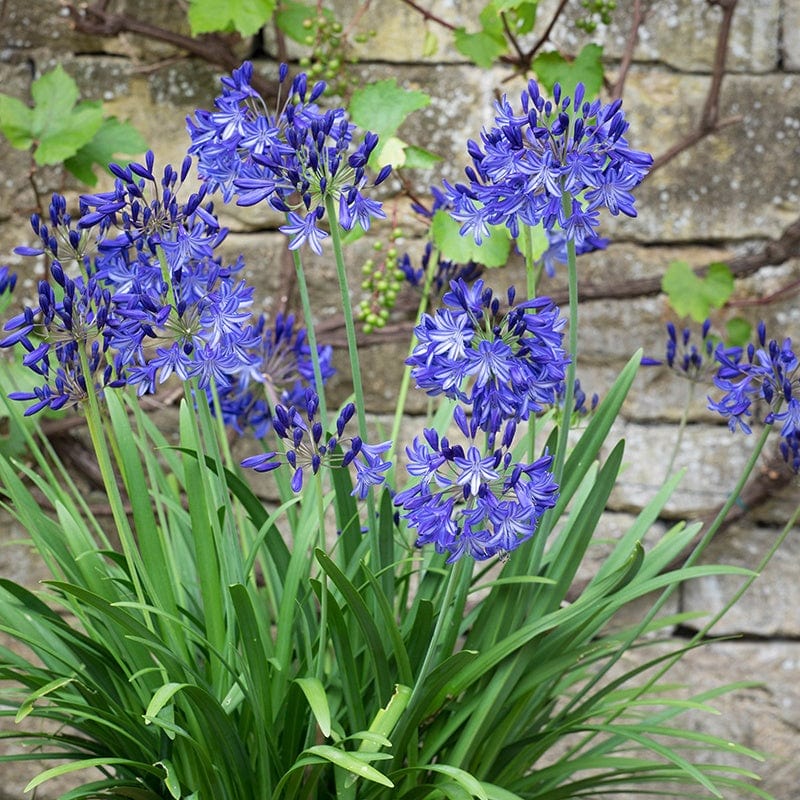 Agapanthus Charlotte