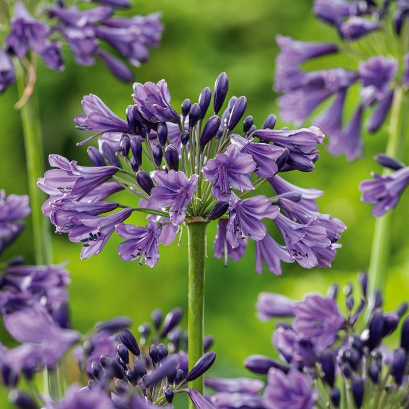 Agapanthus Poppin Purple