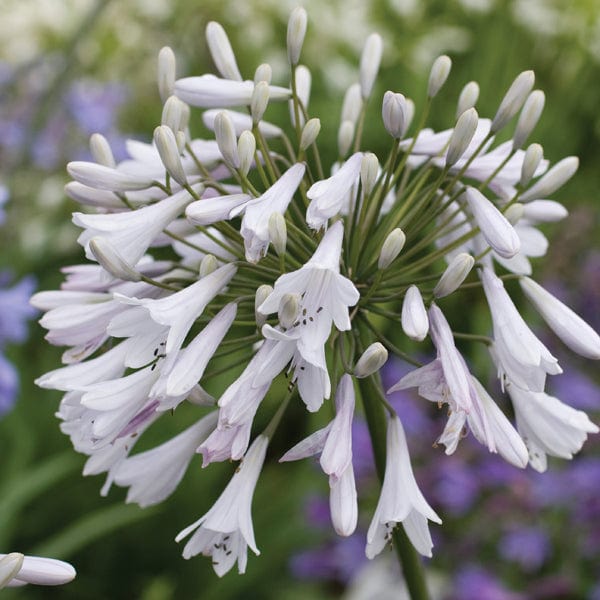 Agapanthus Windsor Grey