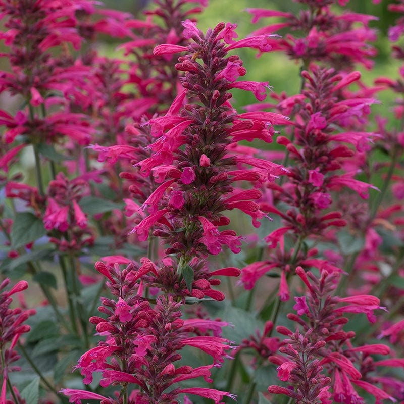 Agastache aurantiaca Morello