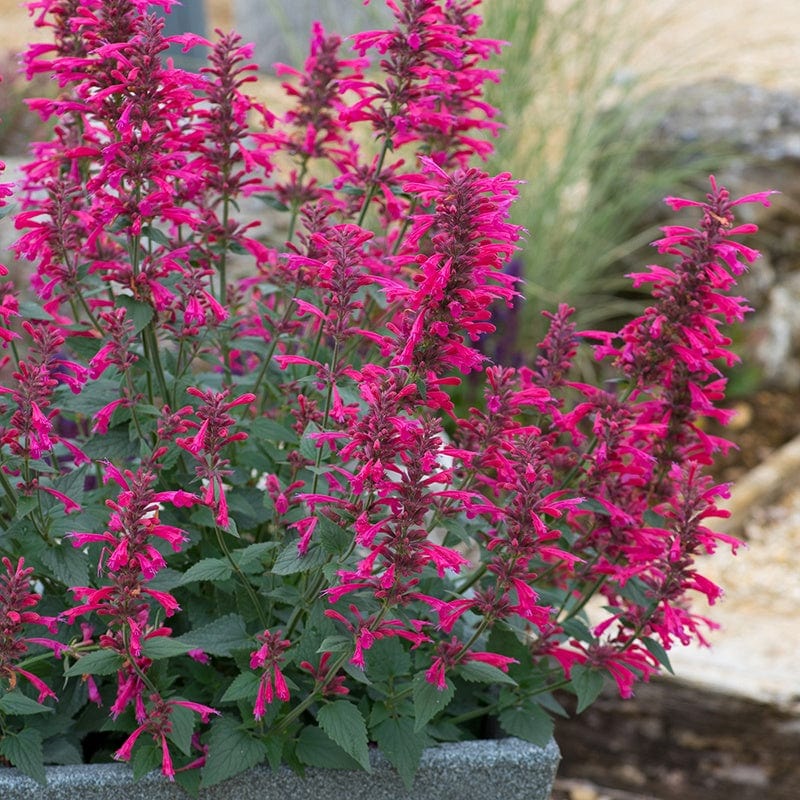 Agastache aurantiaca Morello