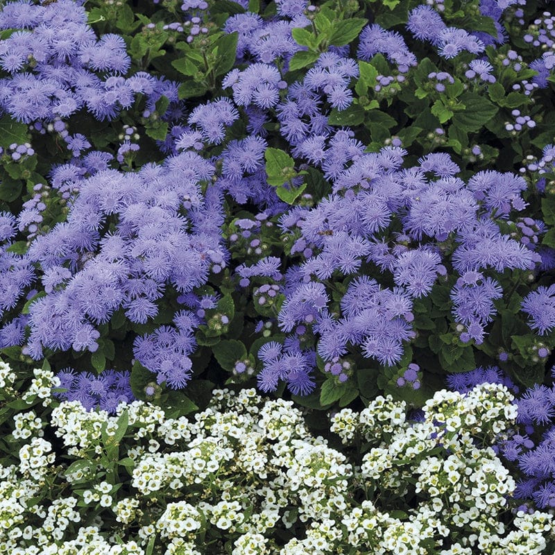 Ageratum Champion Blue F1