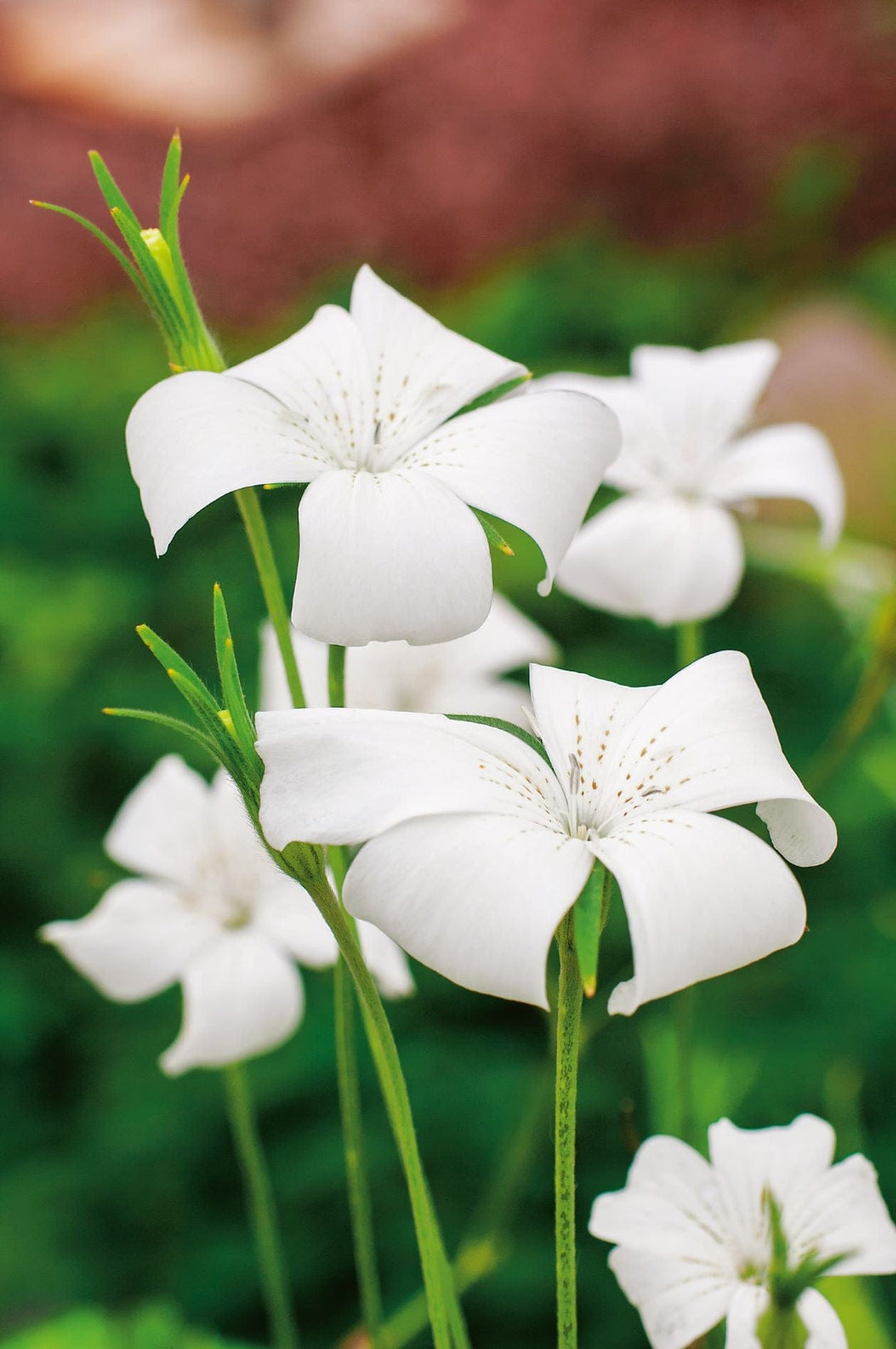 Agrostemma Milas White Queen Seeds