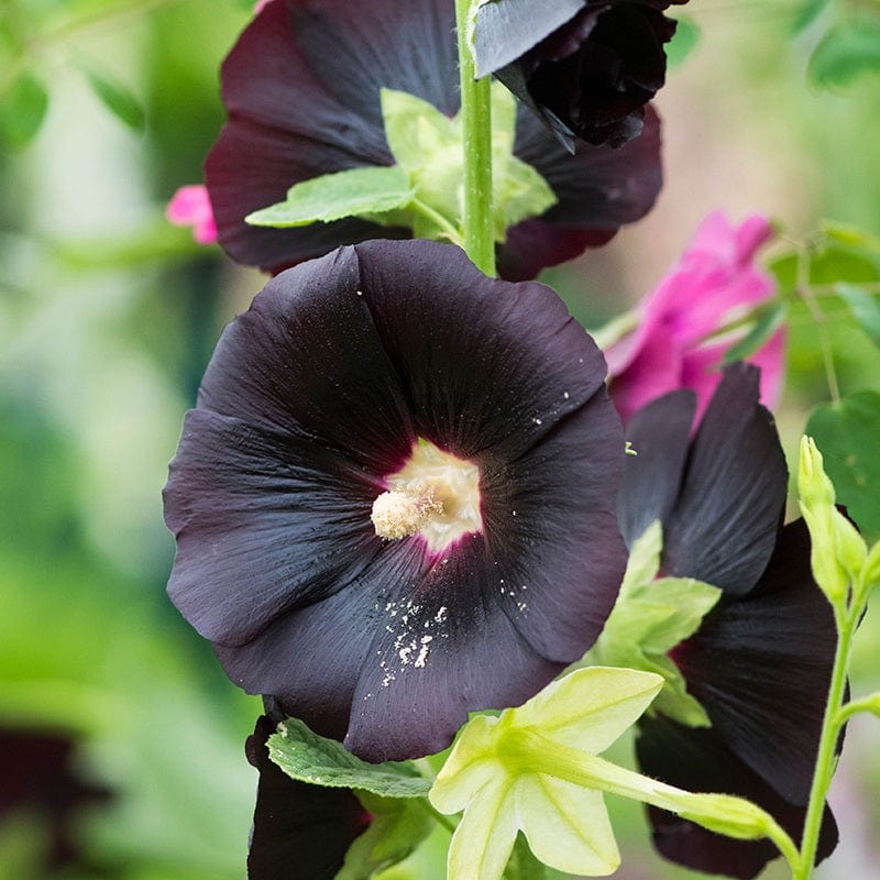 Alcea rosea Nigra (hollyhock)