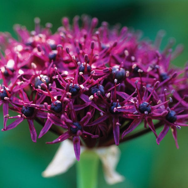 Allium atropurpureum