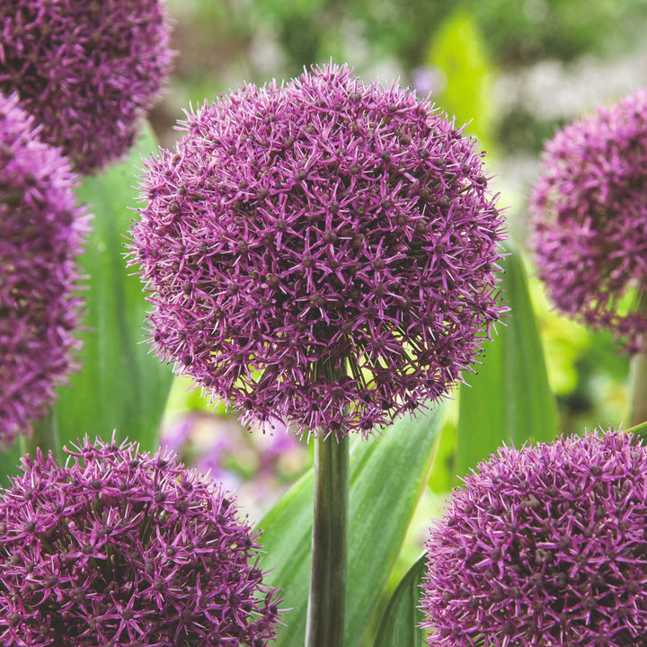 Allium Border Mix Flower Bulbs