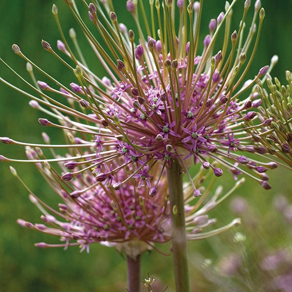Allium Border Mix Flower Bulbs