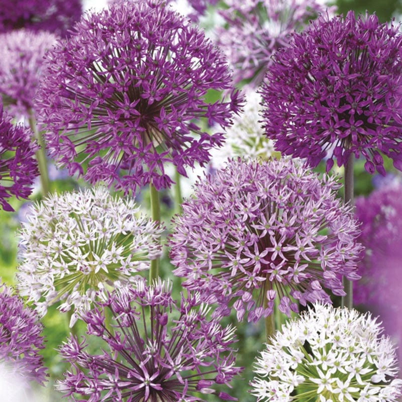 Allium Border Mix Flower Bulbs