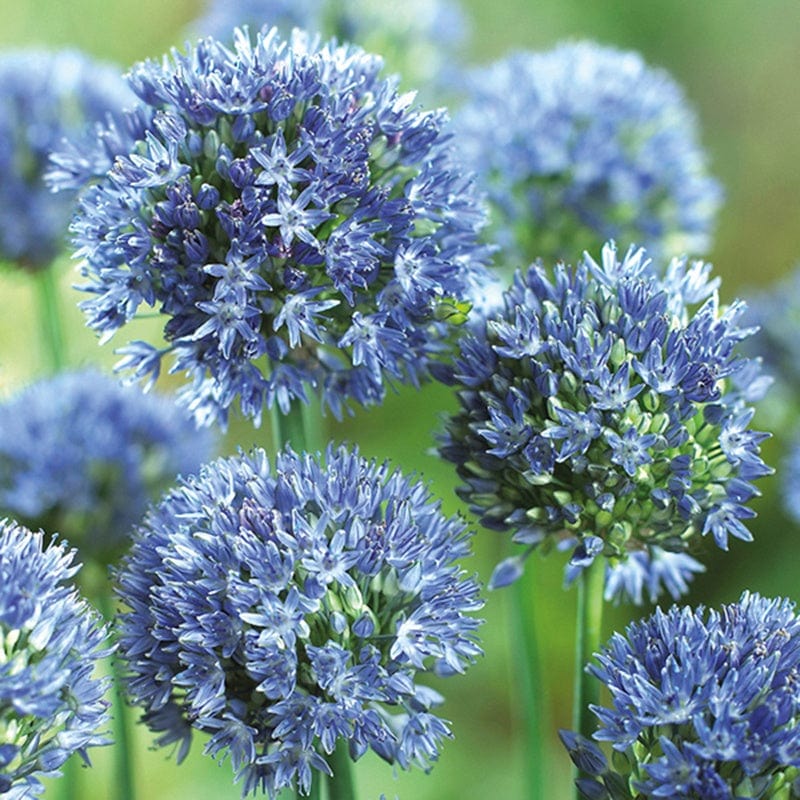 Allium caeruleum Flower Bulbs