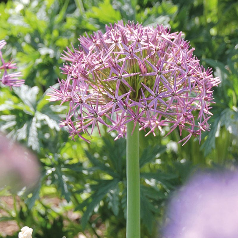 Allium cristophii Flower Bulbs