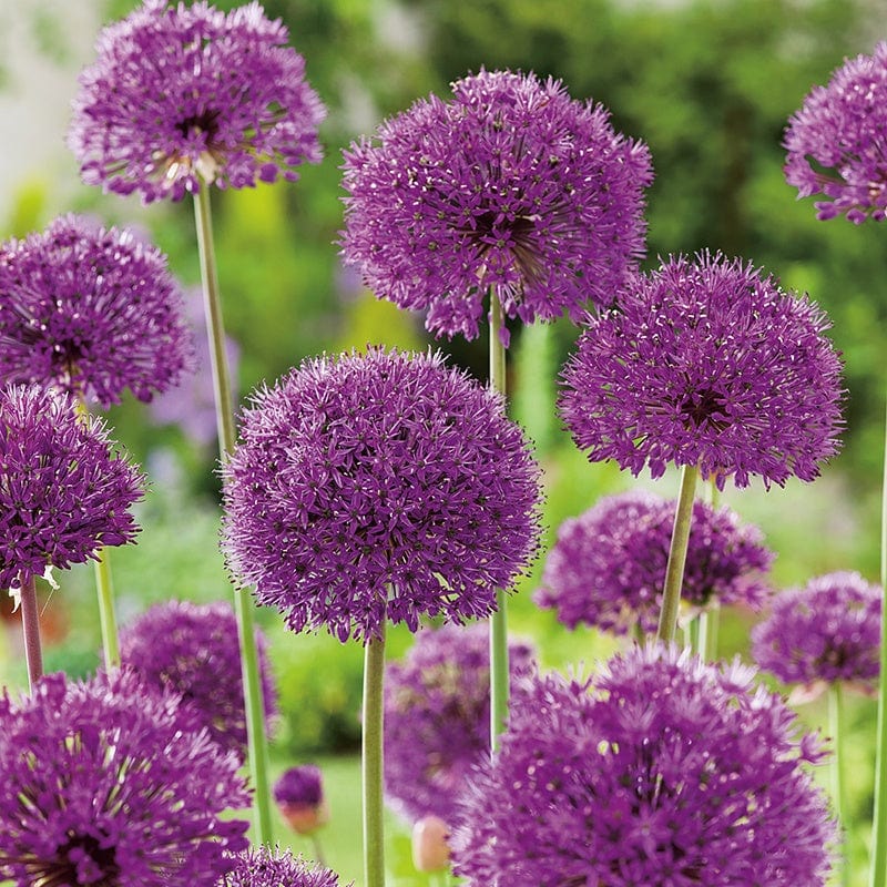 Allium hollandicum Purple Sensation Bulbs