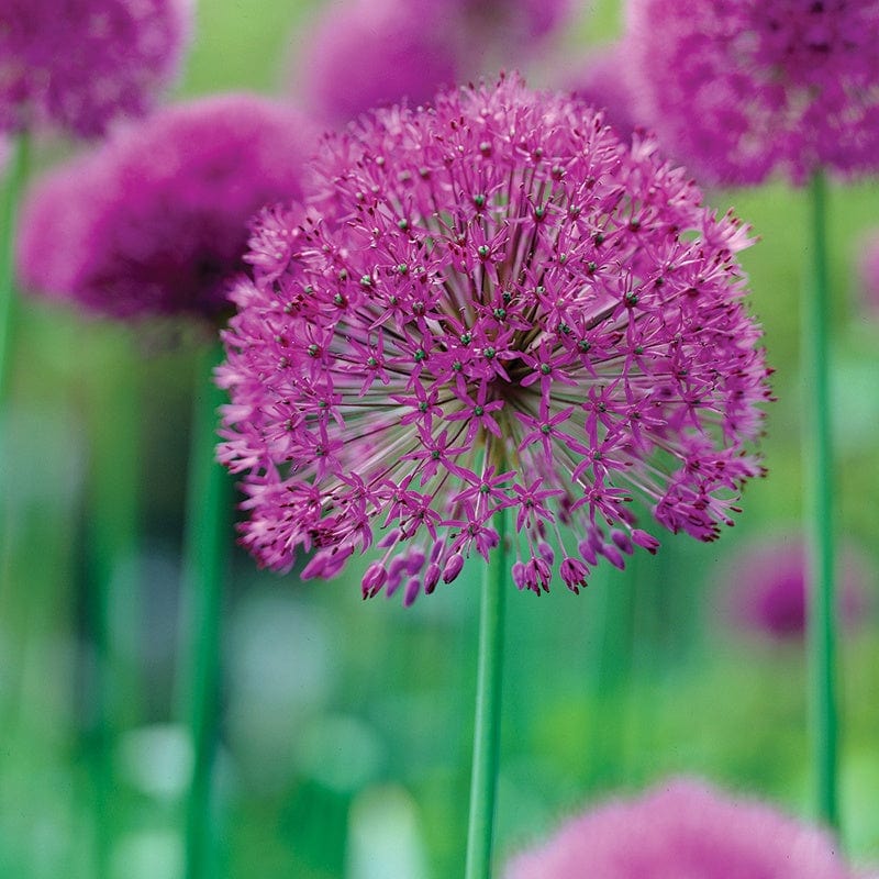 Allium hollandicum Purple Sensation Bulbs