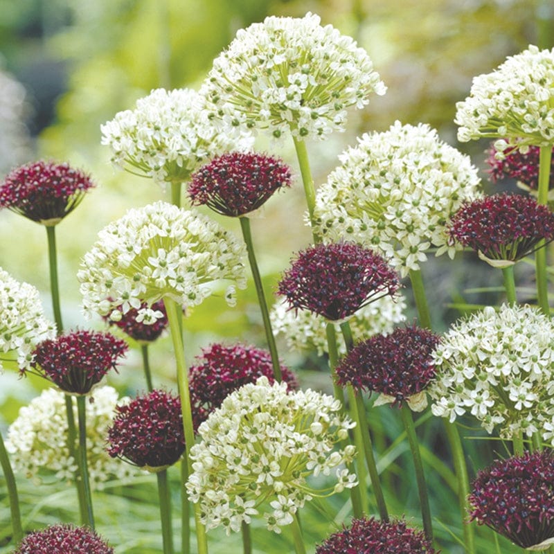 Allium nigrum & Allium atropurpureum Bulbs