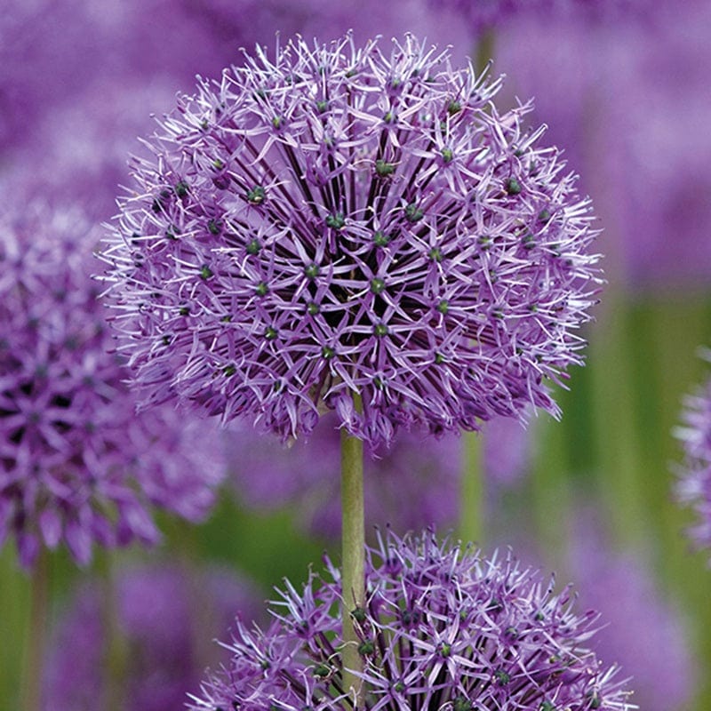 Allium rosenbachianum