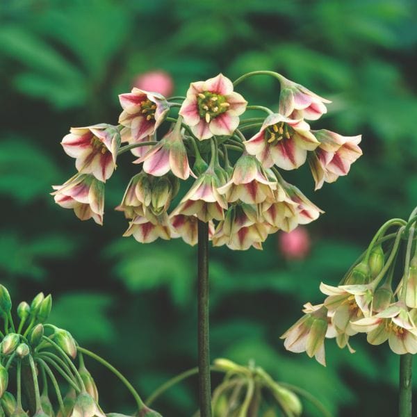 Allium Siculum Nectaroscordum Flower Bulbs