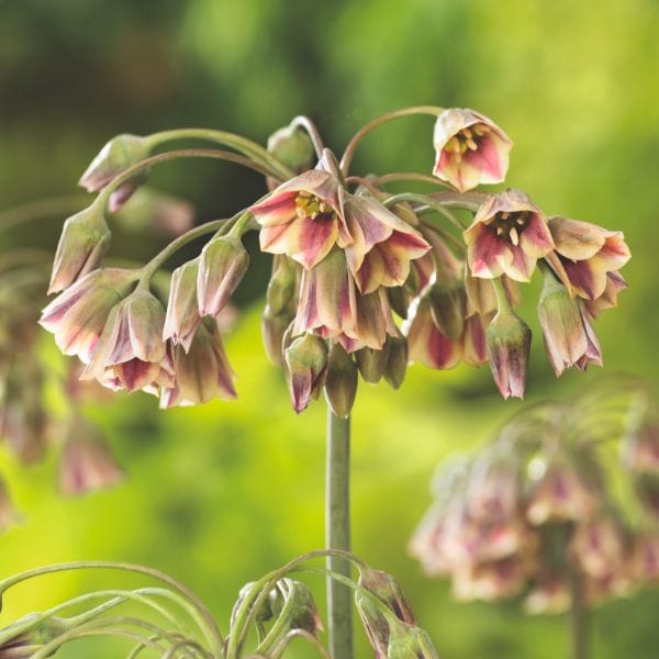 Allium Siculum Nectaroscordum Flower Bulbs