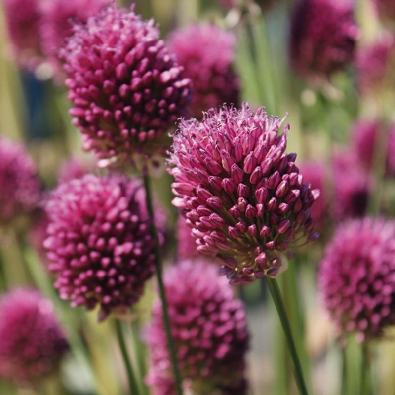 Allium sphaerocephalon Flower Bulbs