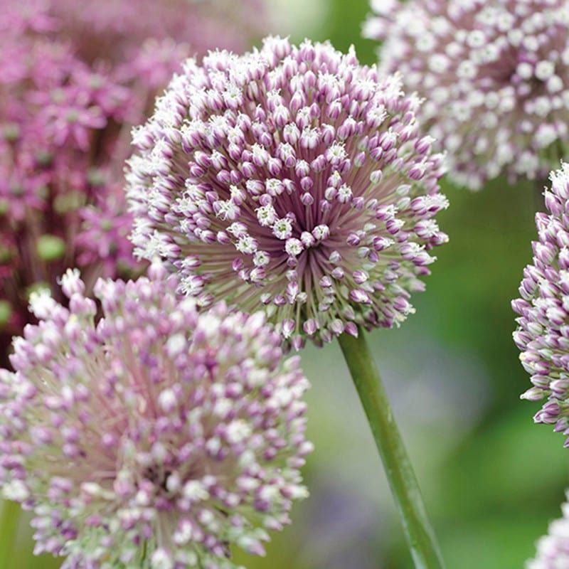 Allium Summer Drummer Flower Bulbs