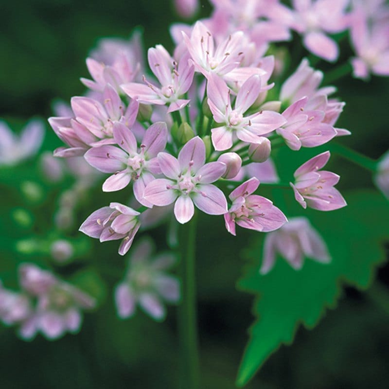 Allium unifolium AGM