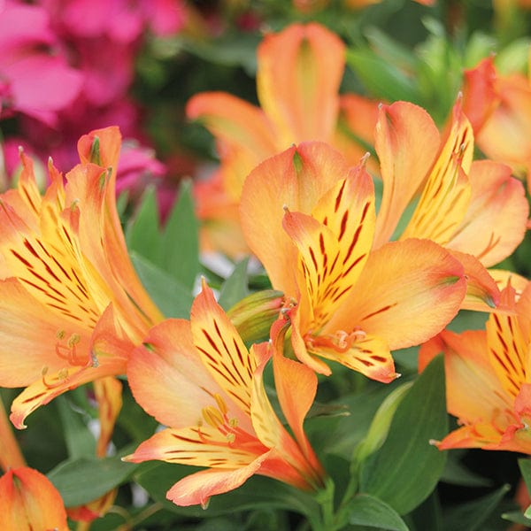 Alstroemeria Inticancha Bryce