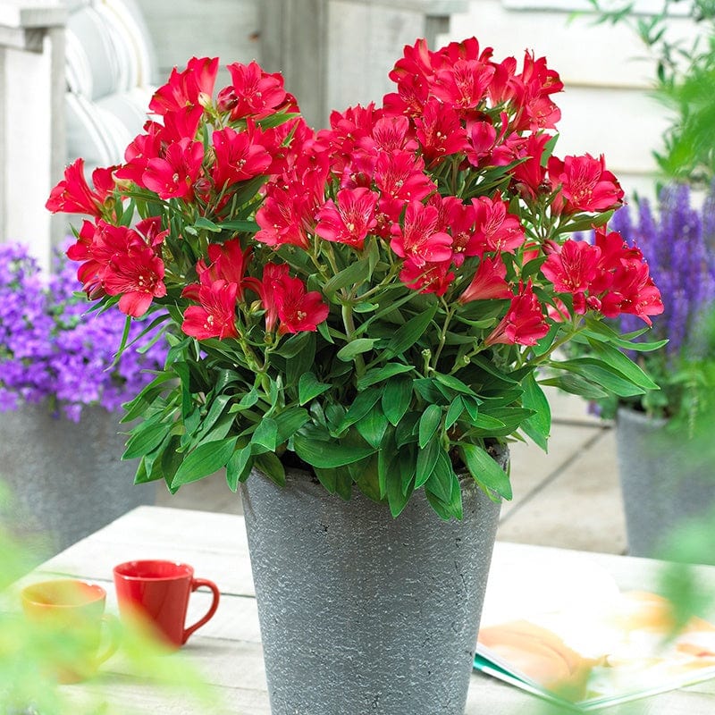 Alstroemeria Inticancha Red