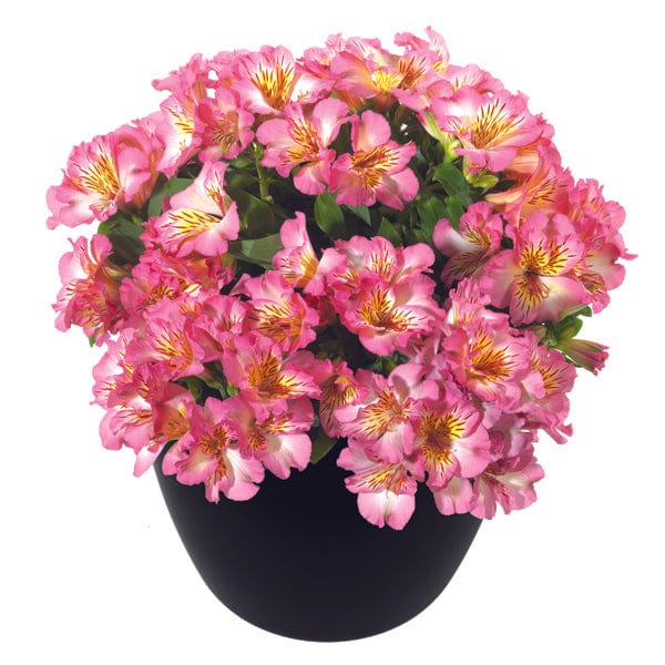 Alstroemeria Inticancha Sunshine
