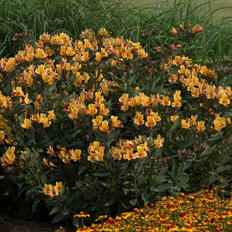 Alstroemeria Summer Breeze