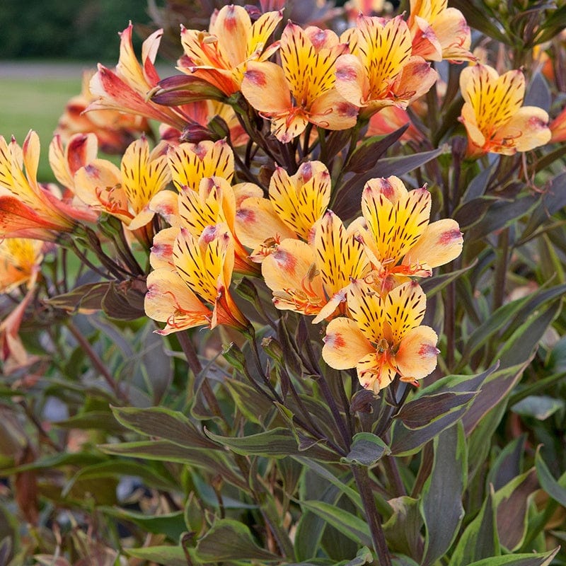 Alstroemeria Summer Breeze