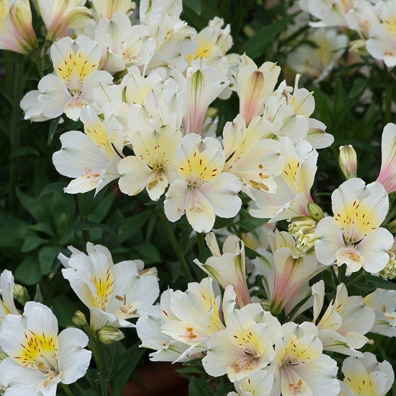 Alstroemeria Summer Silvester