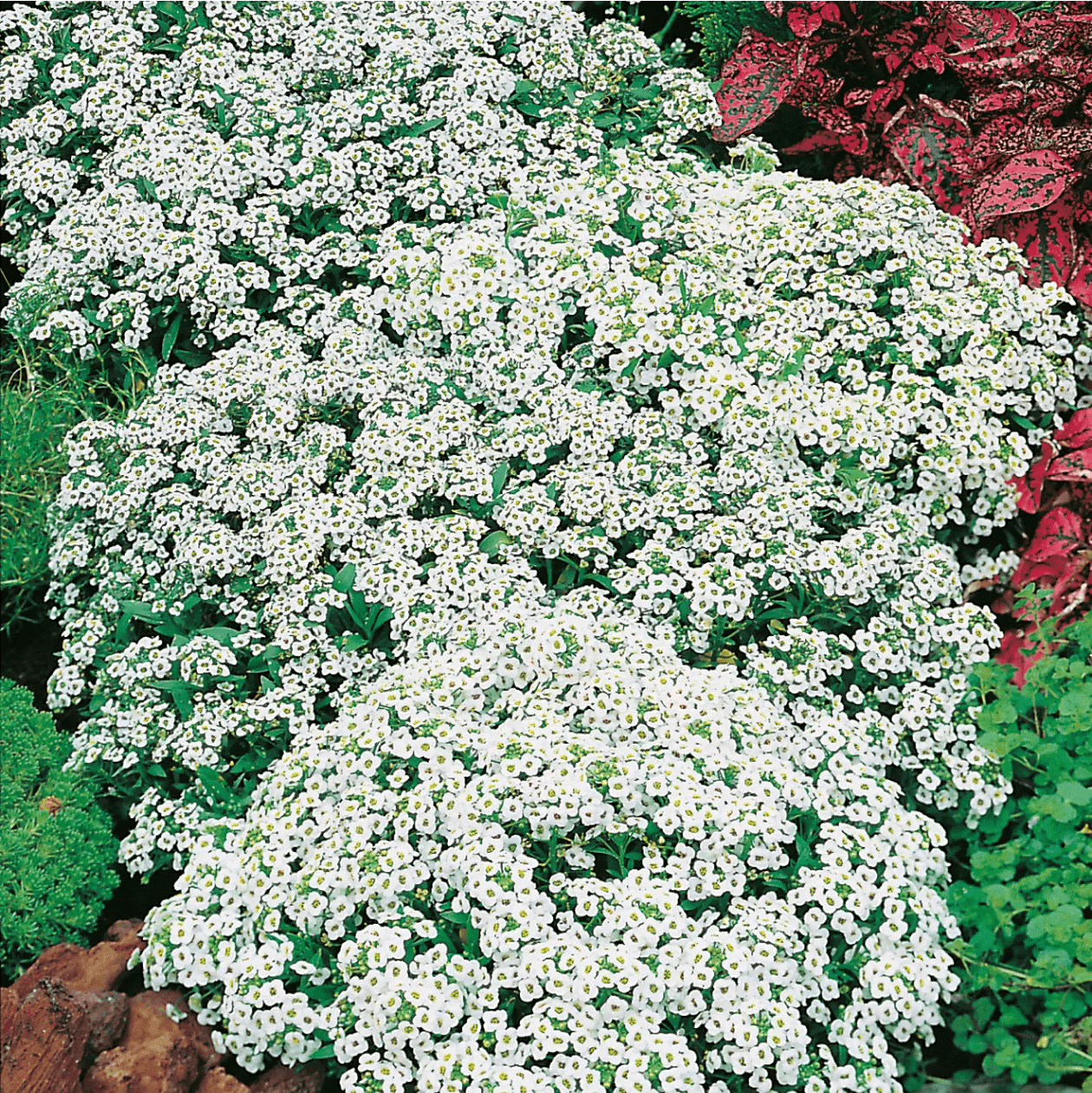 Alyssum Carpet Of Snow Seeds