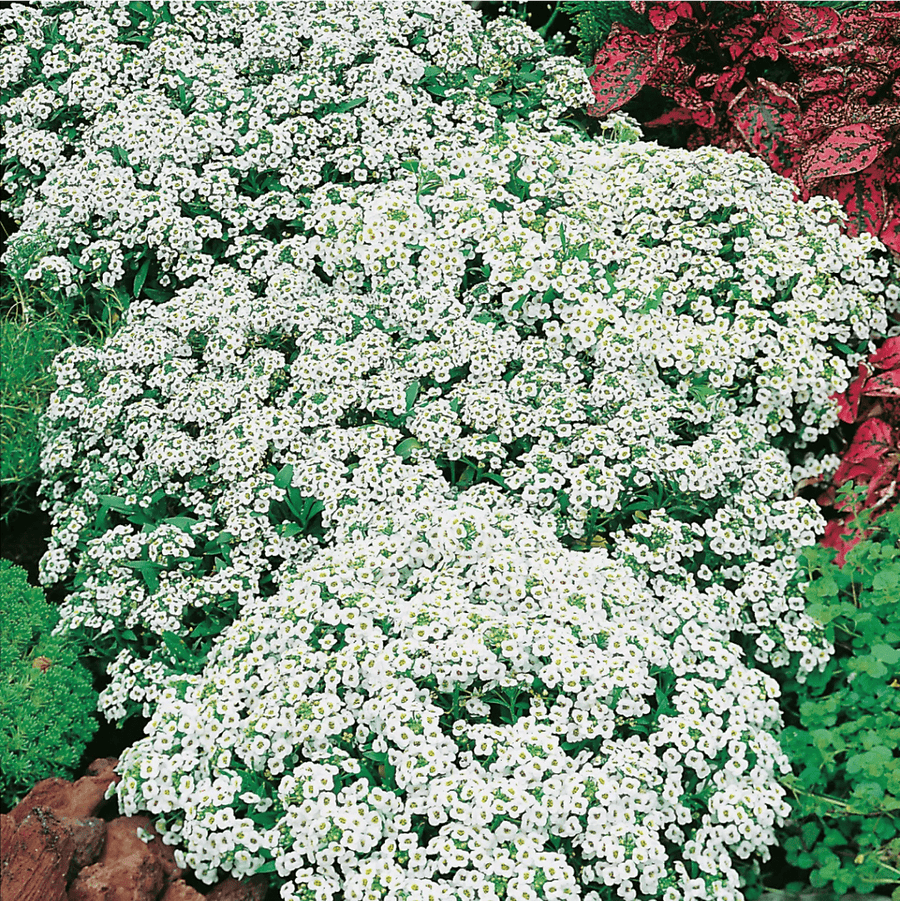 Alyssum Carpet Of Snow Seeds