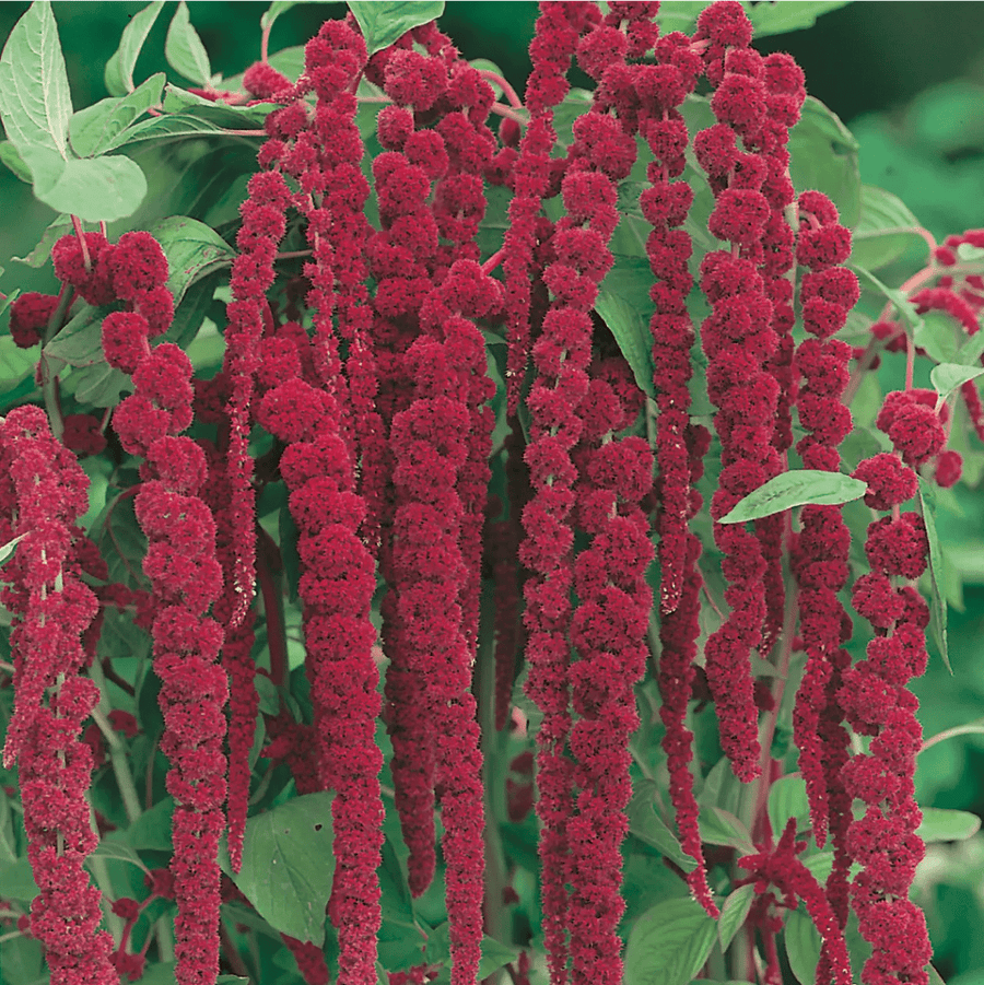 Amaranthus Love Lies Bleeding Seeds