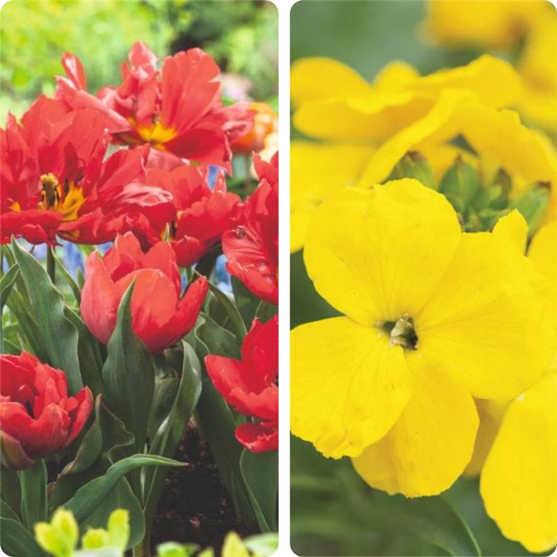 Amber Afterglow Tulip and Wallflower Collection