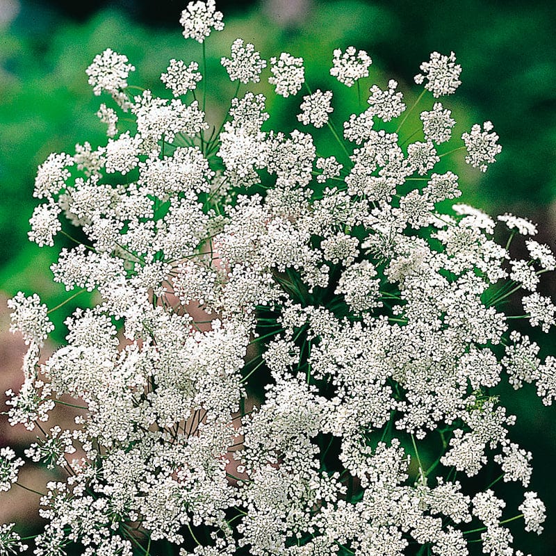 Ammi majus