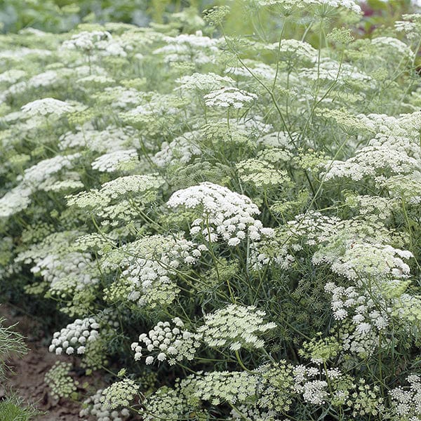 Ammi majus