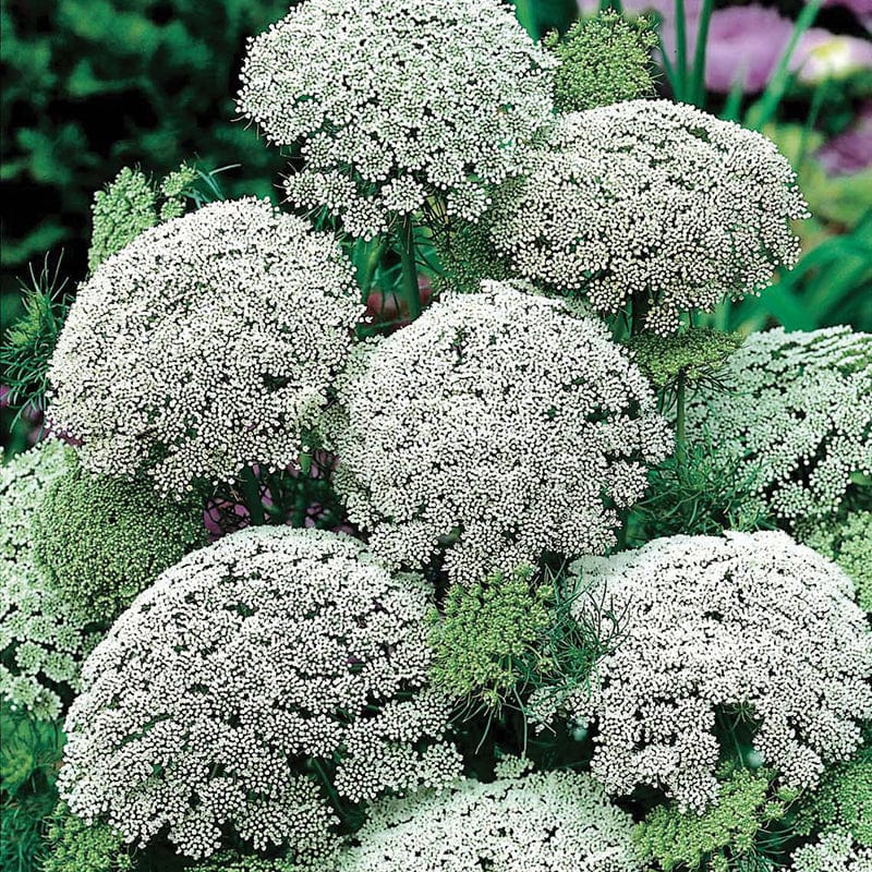 Ammi visnaga