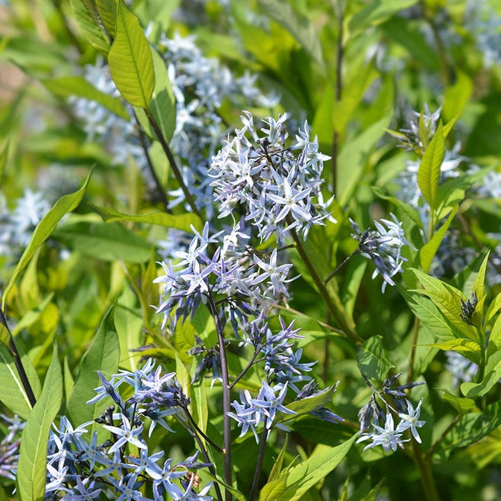 Amsonia tabernaemontana Blue Ice