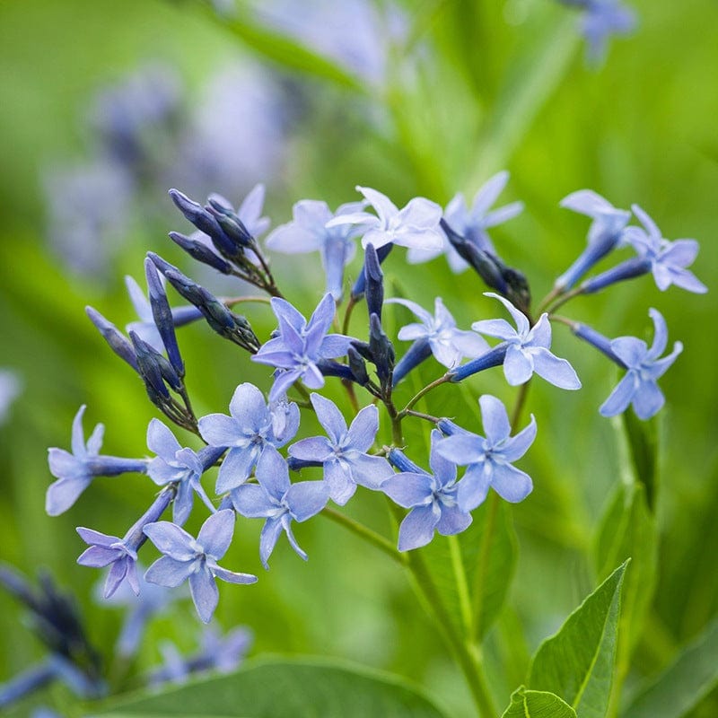 Amsonia tabernaemontana Blue Ice