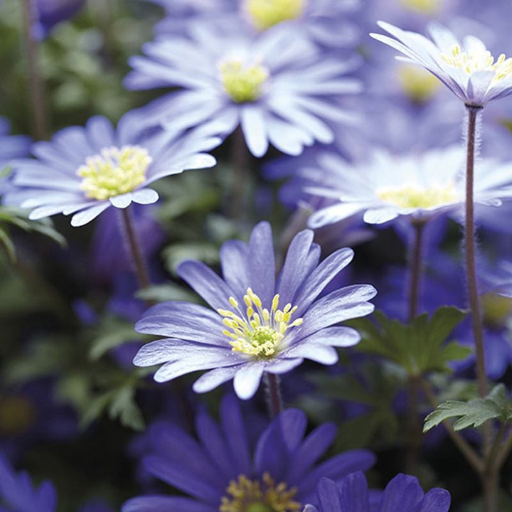 Anemone blanda Blue-Flowered Bulbs