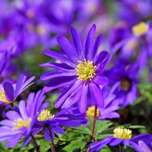 Anemone blanda Blue-Flowered Bulbs