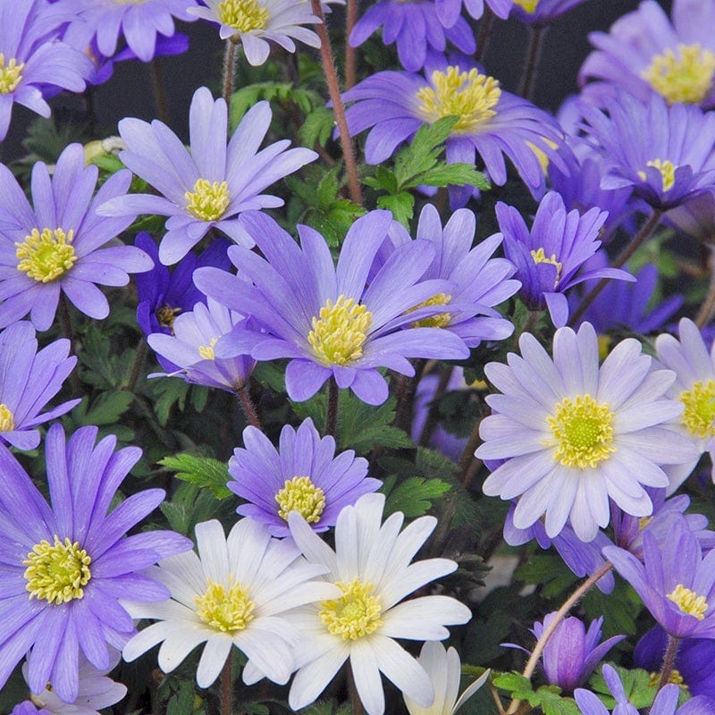 Anemone Blanda Mixed