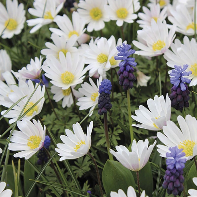 Anemone blanda White Splendour Flower Bulbs