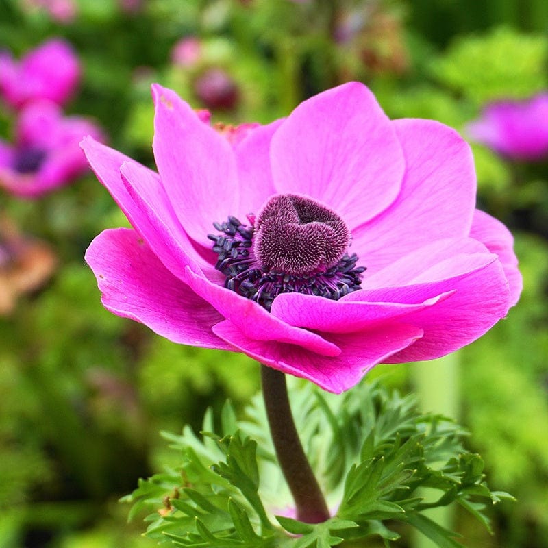 Anemone coronaria Collection