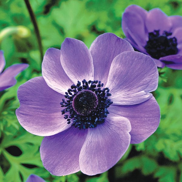 Anemone coronaria Collection