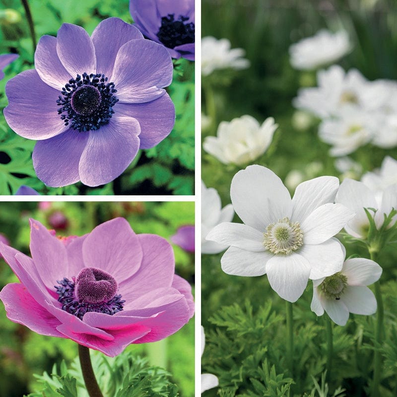 Anemone coronaria Collection