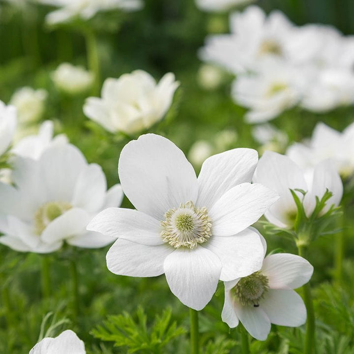 Anemone coronaria Collection