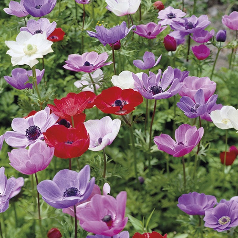 Anemone coronaria De Caen Flower Bulbs