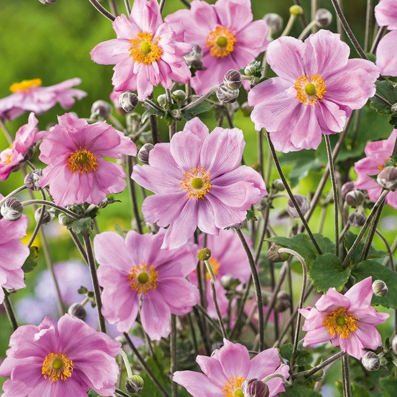 Anemone hyb. Queen Charlotte