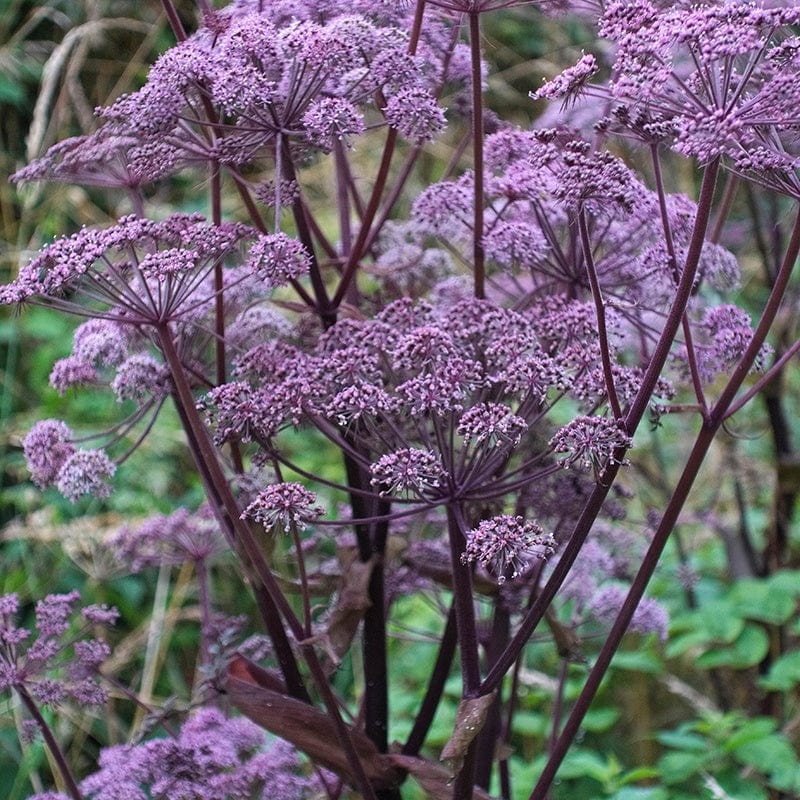 Angelica sylvestris Purpurea