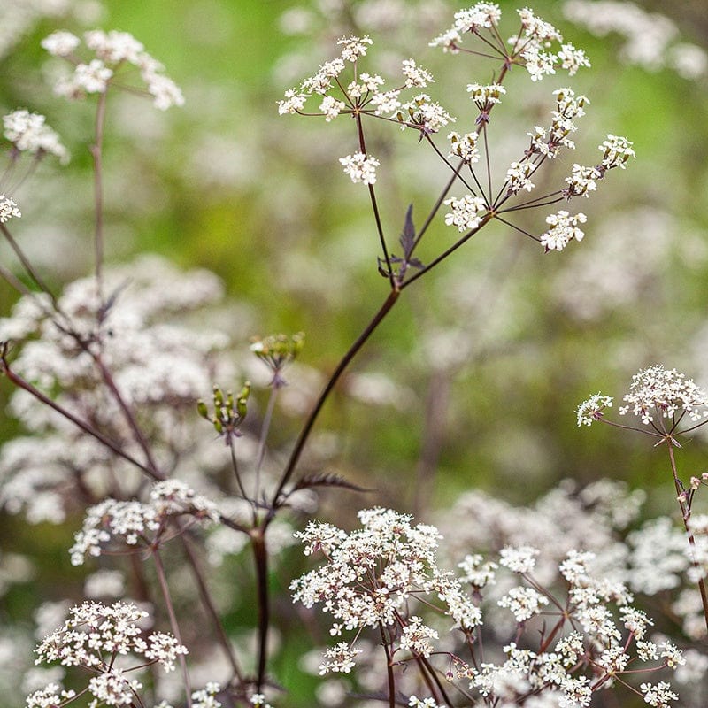 Anthriscus sylvestris Ravenswing